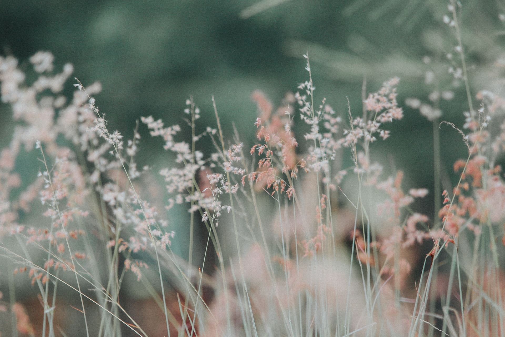 White and pink plants