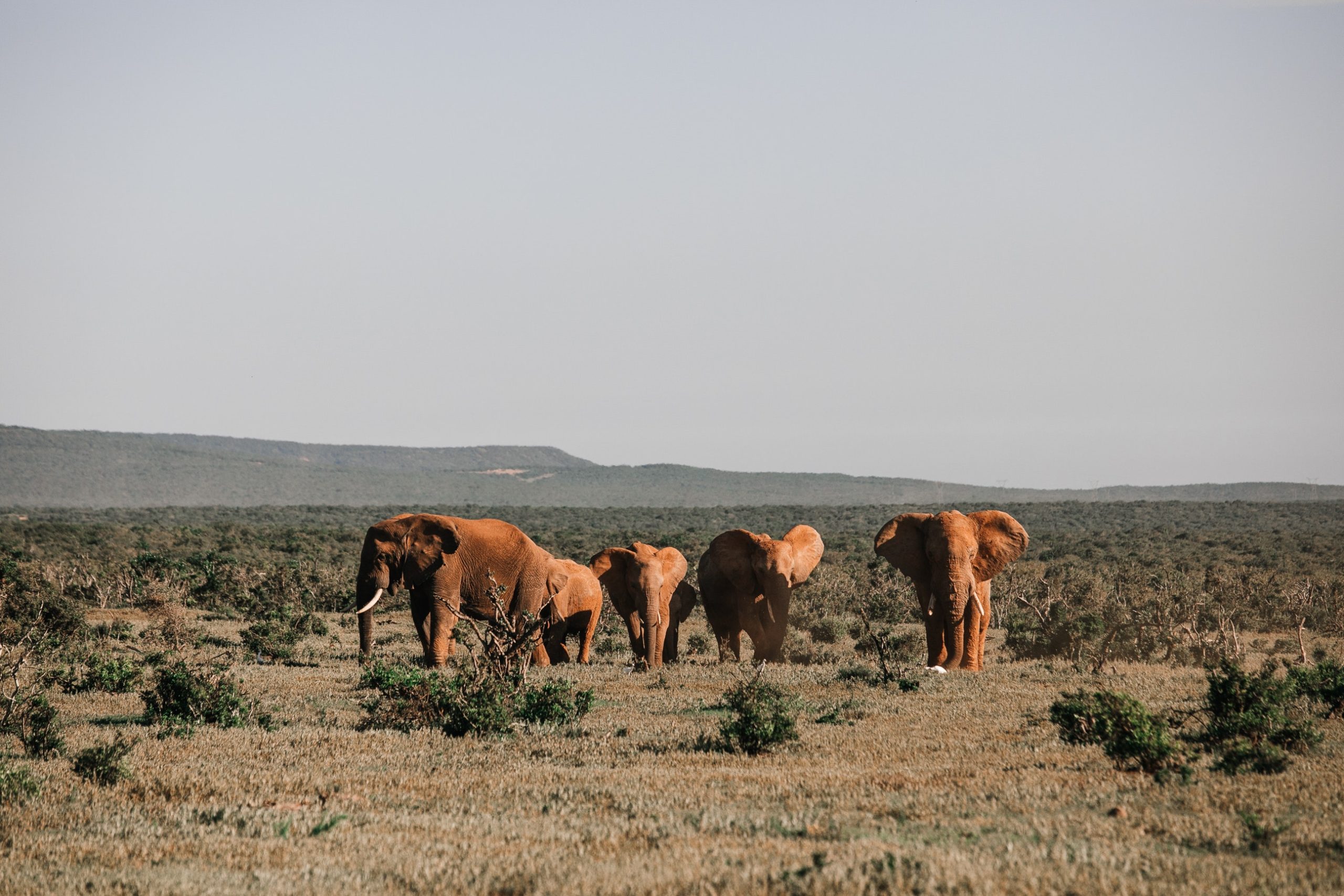 Elephants walking on dry terrain